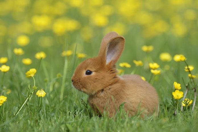 Bunny Image